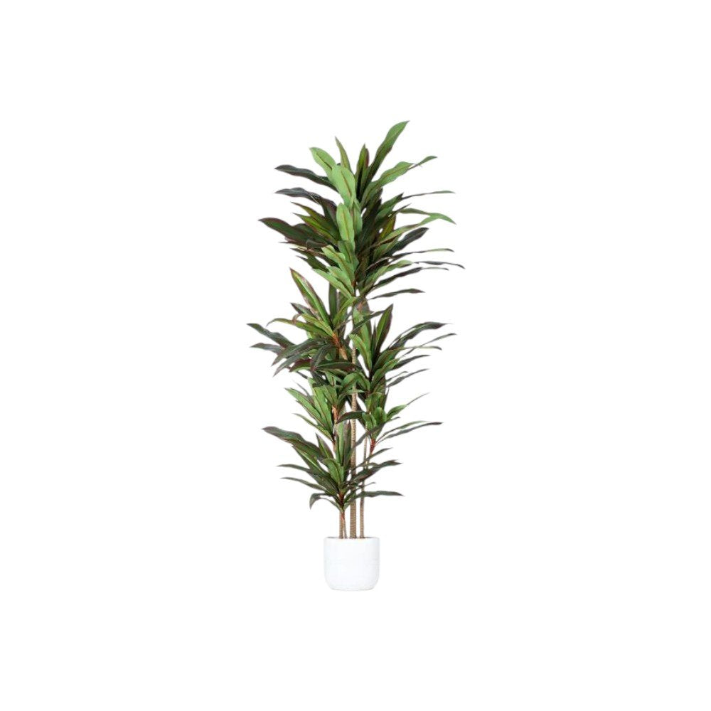 7" Green Artificial Dracaena In Cylindrical Black Cement Pot
