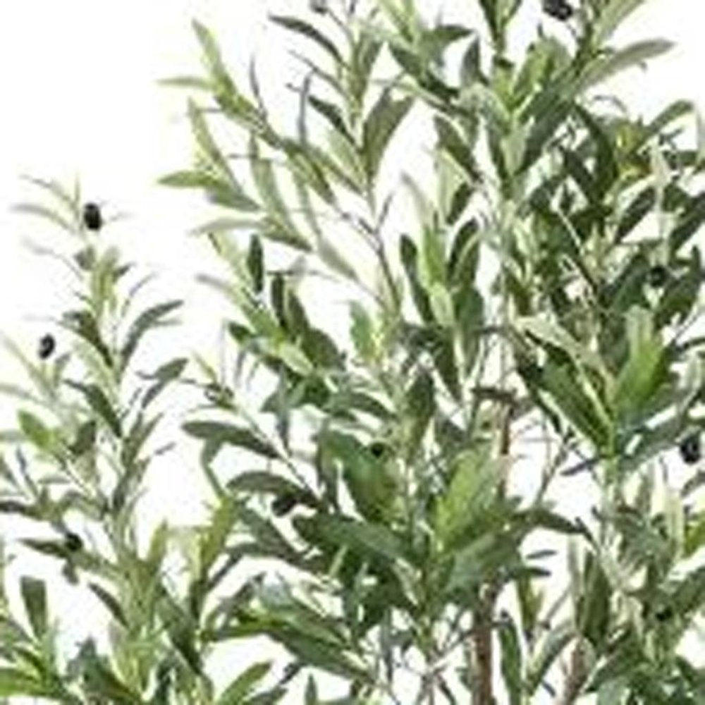 7" Green Artificial Olive In Cylindrical White Cement Pot