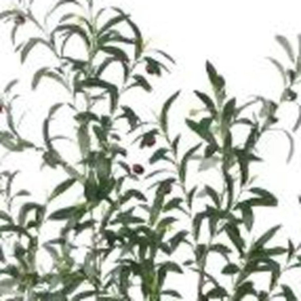 7" Green Artificial Olive In Cylindrical White Cement Pot