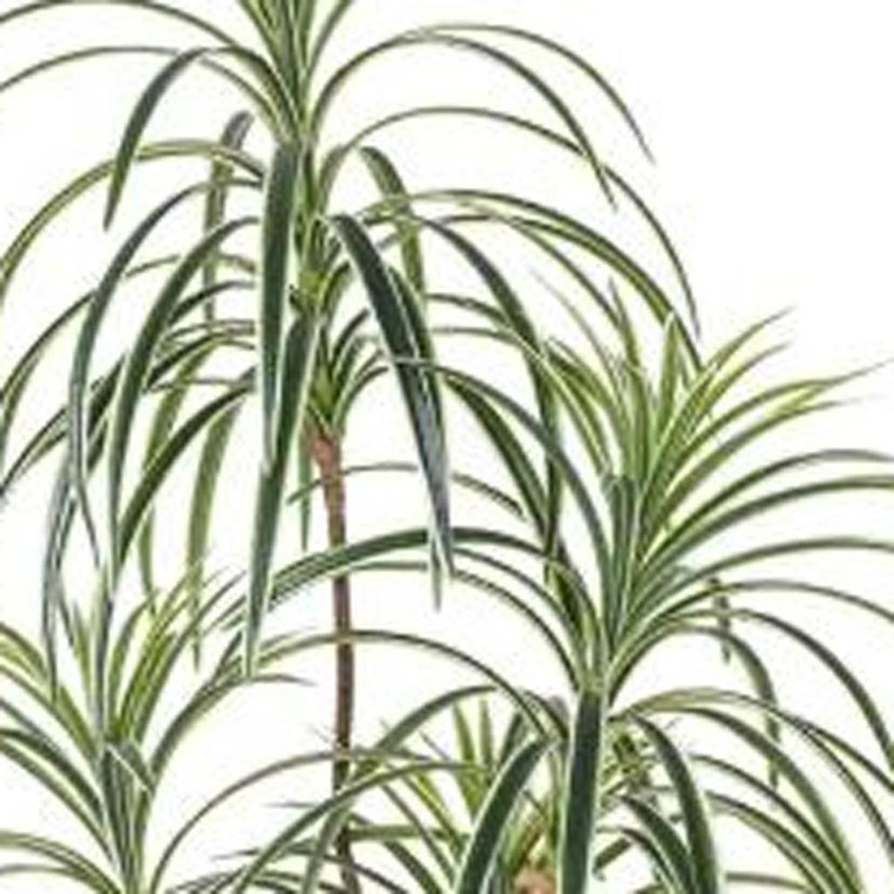 7" Green Artificial Dracaena In Cylindrical Black Cement Pot