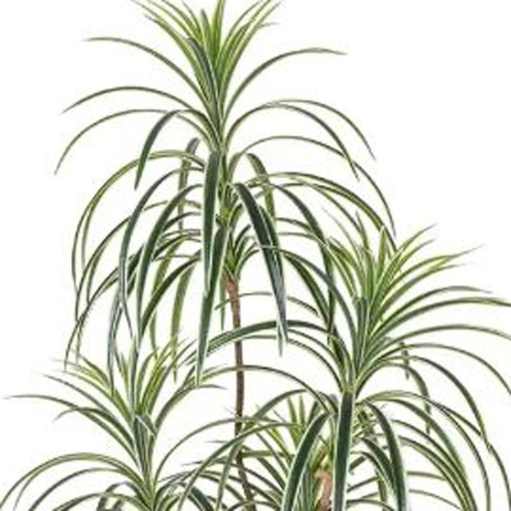 7" Green Artificial Dracaena In Cylindrical Black Cement Pot