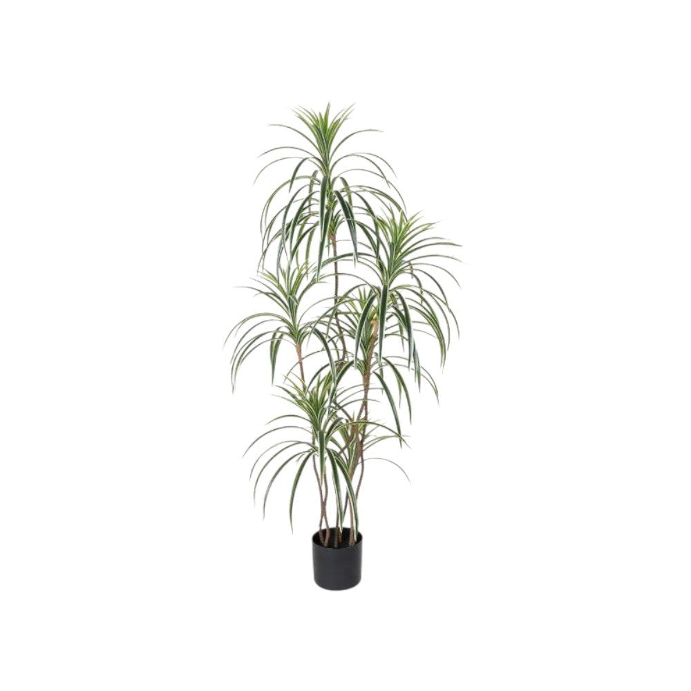 7" Green Artificial Dracaena In Cylindrical Black Cement Pot