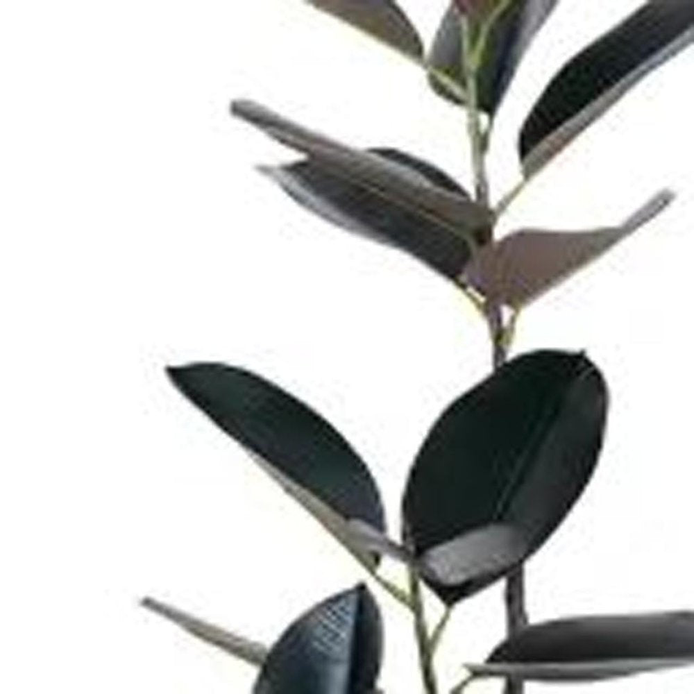 71" Black Artificial Rubber Tree In Cylindrical White Cement Pot