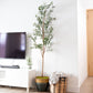 Set Of Two 84" Green Artificial Olive Trees in a Black Pot